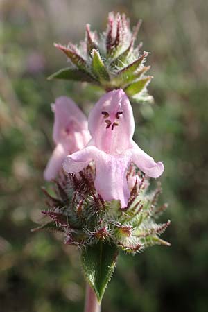 Satureja thymbra \ Thymianblttriges Bohnenkraut / Thyme-Leaved Savory, Pink Savory, Rhodos Lahania 3.4.2019