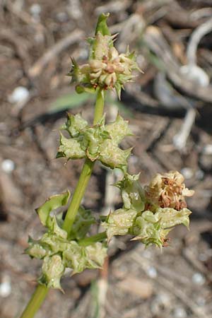 Beta vulgaris subsp. maritima \ Wilde Rübe, Meer-Mangold / Sea Beet, Rhodos Apolakkia 3.4.2019