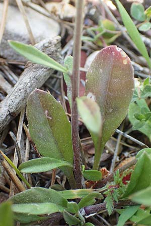 Malcolmia chia \ Chios-Meerviole / Chian Stock, Aegaean Stock, Rhodos Monolithos 31.3.2019