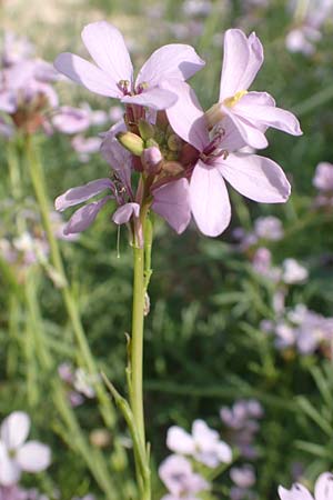 Erucaria hispanica \ Spanischer Senf / Spanish Pink Mustard, Rhodos Kattavia 1.4.2019