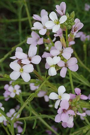 Erucaria hispanica \ Spanischer Senf / Spanish Pink Mustard, Rhodos Kattavia 1.4.2019