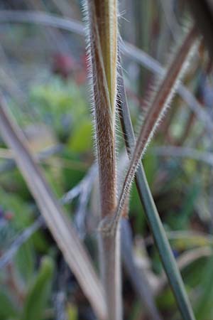 Bromus madritensis \ Mittelmeer-Trespe / Compact Brome, Rhodos Haraki 15.3.2023