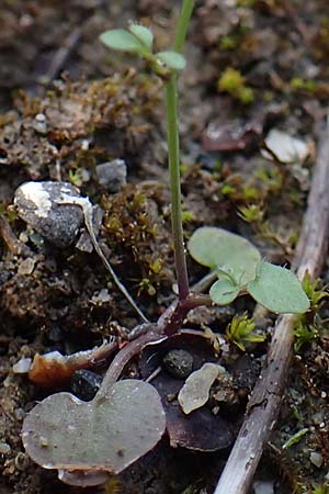 Cardamine hirsuta \ Vielstngeliges Schaumkraut, Behaartes Schaumkraut, Rhodos Moni Artamiti 16.3.2023