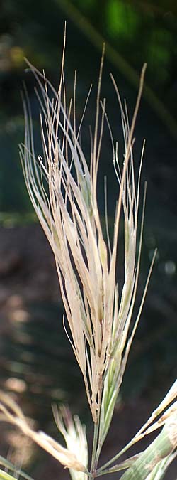 Bromus madritensis \ Mittelmeer-Trespe / Compact Brome, Rhodos Lindos 20.3.2023