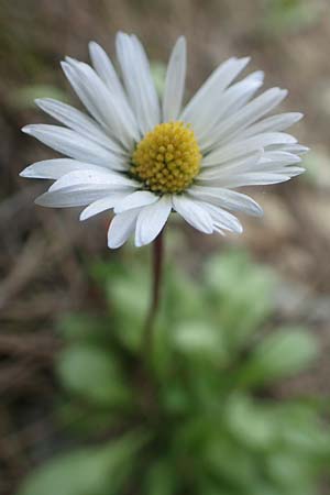 Bellis perennis \ Gnseblmchen, Tausendschn / Common Daisy, Rhodos Epta Piges 27.3.2019