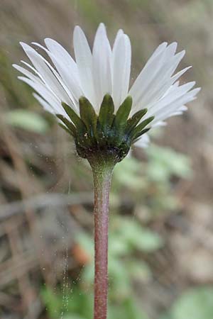 Bellis perennis \ Gnseblmchen, Tausendschn / Common Daisy, Rhodos Epta Piges 27.3.2019