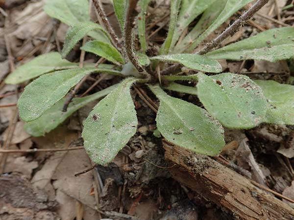 Bellis sylvestris \ Wald-Gnseblmchen, Rhodos Kolymbia 22.3.2023