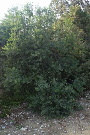 Anagyris foetida \ Stinkstrauch / Mediterranean Stinkbush, Stinking Bean Trefoil, Rhodos Lahania 3.4.2019