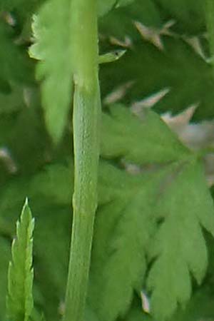 Chaerophyllum nodosum \ Blasenstngel, Rhodos Profilia 5.4.2019