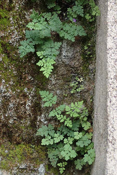 Oeosporangium pteridioides subsp. acrosticum \ Mauer-Pelzfarn, Mauer-Lippenfarn / Lip Fern, Rhodos City 28.3.2019