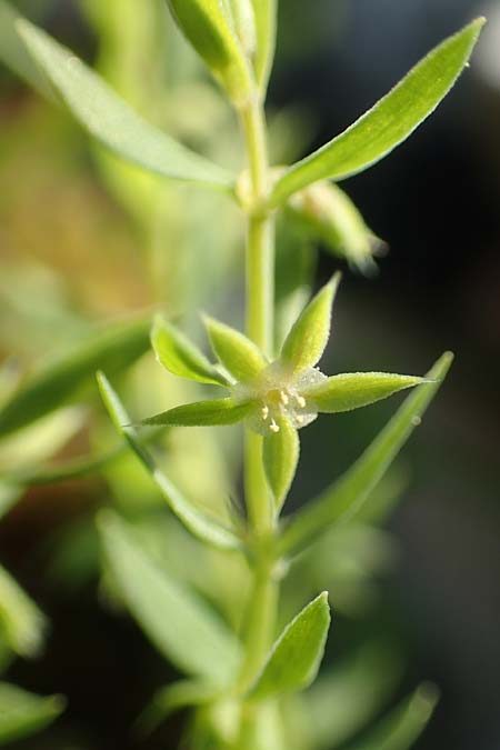 Lysimachia linum-stellatum \ Stern-Lein / Flax-Leaved Loosestrife, Rhodos Profitis Ilias 2.4.2019