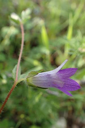 Campanula rhodensis \ Kleine Rhodische Glockenblume / Small Rhodian Bellflower, Rhodos Lahania 3.4.2019