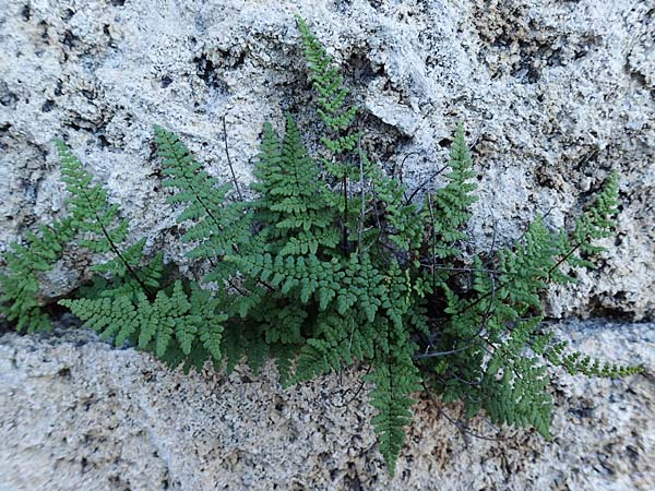 Oeosporangium pteridioides subsp. acrosticum \ Mauer-Pelzfarn, Mauer-Lippenfarn / Lip Fern, Rhodos Mount Smith 18.3.2023