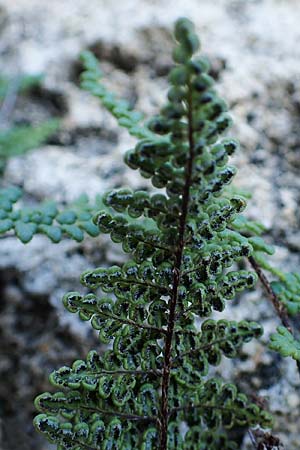 Oeosporangium pteridioides subsp. acrosticum \ Mauer-Pelzfarn, Mauer-Lippenfarn / Lip Fern, Rhodos Mount Smith 18.3.2023