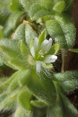 Cerastium comatum \ Haariges Hornkraut / Levantine Mouse-Ear, Rhodos Attaviros 23.3.2023