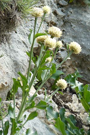 Centaurea lactucifolia var. halkiensis \ Lattichblttrige Flockenblume / Lettuce-Leaved Knapweed, Rhodos Sianna 3.4.2019