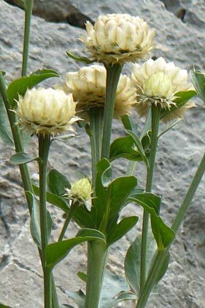 Centaurea lactucifolia var. halkiensis \ Lattichblttrige Flockenblume, Rhodos Sianna 3.4.2019