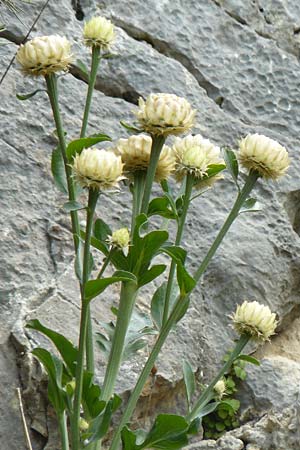 Centaurea lactucifolia var. halkiensis \ Lattichblttrige Flockenblume / Lettuce-Leaved Knapweed, Rhodos Sianna 3.4.2019