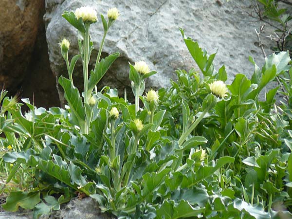 Centaurea lactucifolia var. halkiensis \ Lattichblttrige Flockenblume, Rhodos Sianna 3.4.2019