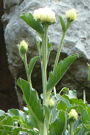 Centaurea lactucifolia var. halkiensis \ Lattichblttrige Flockenblume, Rhodos Sianna 3.4.2019