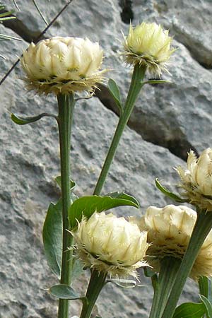 Centaurea lactucifolia var. halkiensis \ Lattichblttrige Flockenblume, Rhodos Sianna 3.4.2019