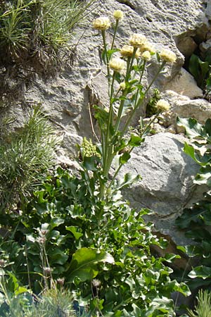 Centaurea lactucifolia var. halkiensis \ Lattichblättrige Flockenblume, Rhodos Sianna 3.4.2019