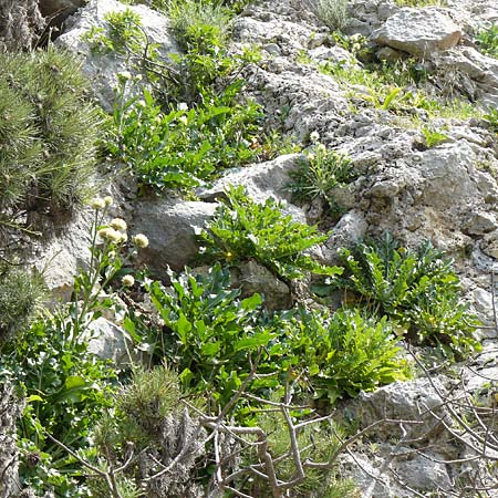 Centaurea lactucifolia var. halkiensis \ Lattichblttrige Flockenblume / Lettuce-Leaved Knapweed, Rhodos Sianna 3.4.2019