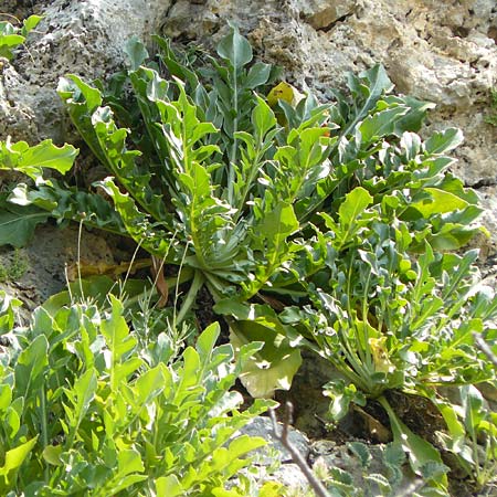 Centaurea lactucifolia var. halkiensis \ Lattichblttrige Flockenblume, Rhodos Sianna 3.4.2019