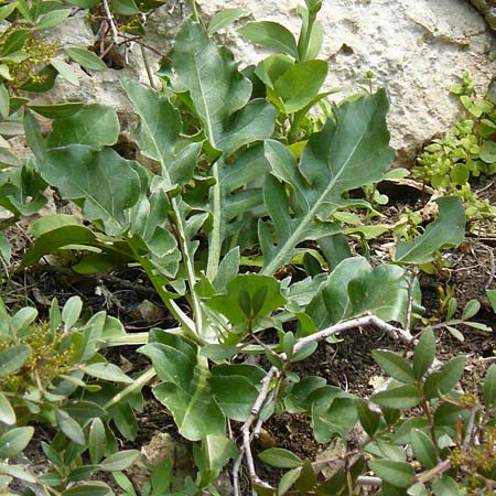 Centaurea lactucifolia var. halkiensis \ Lattichblttrige Flockenblume, Rhodos Sianna 3.4.2019