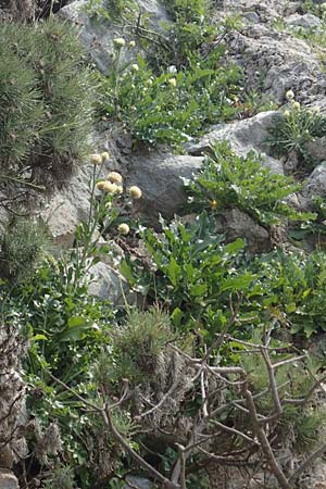 Centaurea lactucifolia var. halkiensis / Lettuce-Leaved Knapweed, Rhodos Sianna 3.4.2019