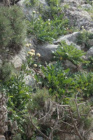 Centaurea lactucifolia var. halkiensis \ Lattichblttrige Flockenblume / Lettuce-Leaved Knapweed, Rhodos Sianna 3.4.2019