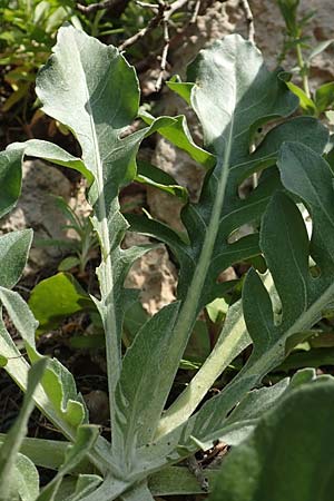 Centaurea lactucifolia var. halkiensis \ Lattichblttrige Flockenblume, Rhodos Sianna 3.4.2019