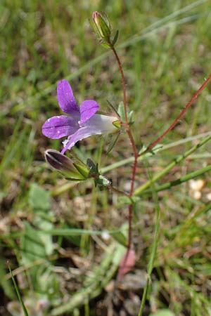 Campanula rhodensis \ Kleine Rhodische Glockenblume / Small Rhodian Bellflower, Rhodos Kolymbia 18.3.2023