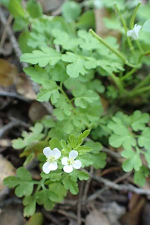 Cardamine graeca \ Griechisches Schaumkraut, Rhodos Profitis Ilias 2.4.2019