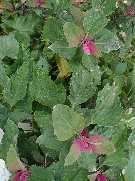 Chenopodium giganteum \ Baum-Spinat, Riesen-Gnsefu / Tree Spinach, Rhodos Archangelos 17.3.2023