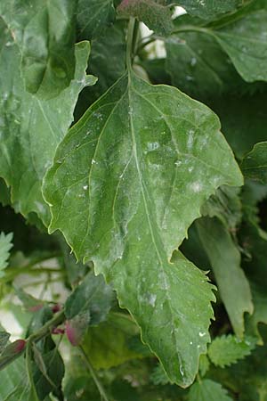 Chenopodium giganteum \ Baum-Spinat, Riesen-Gnsefu / Tree Spinach, Rhodos Archangelos 17.3.2023
