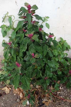 Chenopodium giganteum \ Baum-Spinat, Riesen-Gnsefu / Tree Spinach, Rhodos Archangelos 17.3.2023