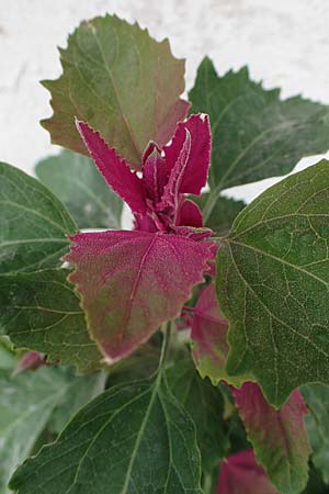 Chenopodium giganteum / Tree Spinach, Rhodos Archangelos 17.3.2023