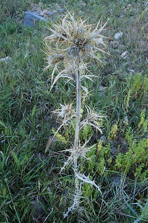 Carlina graeca \ Griechische Eberwurz / Greek Carline Thistle, Rhodos Lindos 20.3.2023