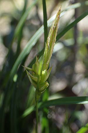 Carex halleriana \ Grundstielige Segge, Hallers Segge / Southern Sedge, Haller's Sedge, Rhodos Pastida 18.3.2023