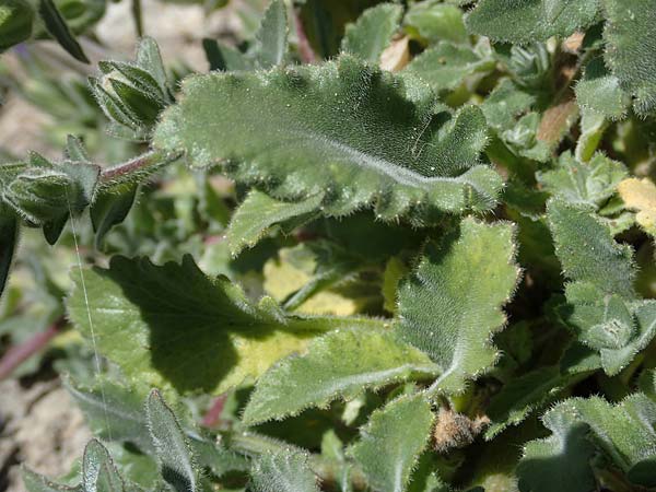 Campanula hagielia \ Berg-Hagios-Glockenblume / Hagios Bellflower, Rhodos Lindos 20.3.2023