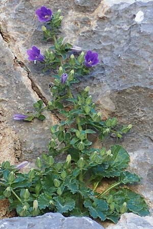 Campanula hagielia \ Berg-Hagios-Glockenblume / Hagios Bellflower, Rhodos Lindos 20.3.2023