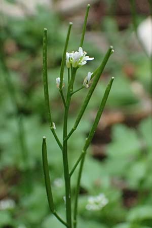 Cardamine hirsuta \ Vielstngeliges Schaumkraut, Behaartes Schaumkraut / Hairy Bitter-Cress, Rhodos Akramitis 21.3.2023