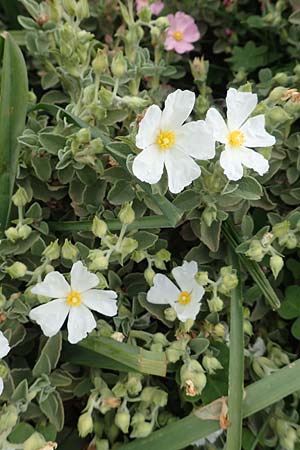 Cistus parviflorus \ Kleinbltige Zistrose / Small-Flowered Rock-Rose, Rhodos Kattavia 1.4.2019