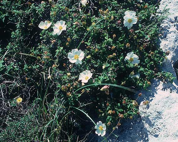 Cistus salviifolius \ Salbeiblttrige Zistrose / Sage-Leaved Rock-Rose, Rhodos Kallithea Terme 25.4.1987
