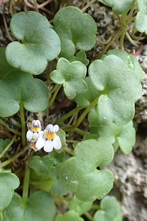 Cymbalaria longipes \ Langstieliges Zimbelkraut, Rhodos City 28.3.2019