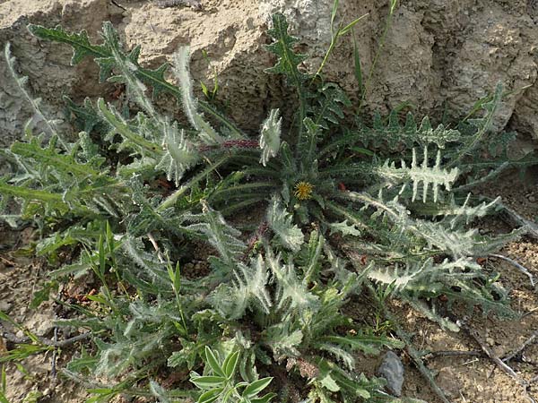 Centaurea benedicta \ Benediktenkraut, Rhodos Lahania 3.4.2019