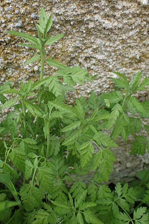 Chaerophyllum nodosum \ Blasenstngel / Knobbed Chervil, Rhodos Profilia 5.4.2019