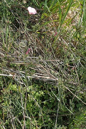 Convolvulus cantabrica \ Kantabrische Winde / Southern Bindweed, Rhodos Gennadi 1.4.2019