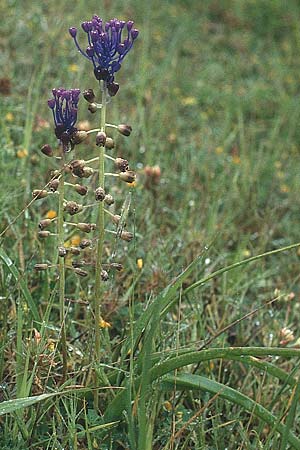 Muscari comosum \ Schopfige Traubenhyazinthe / Tassel Hyacinth, Rhodos Embona 30.4.1987